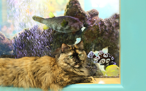 cat sitting near fish tank