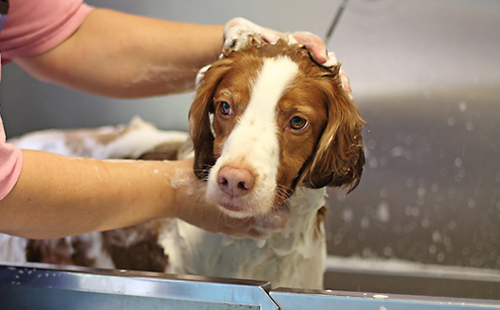 Dog bathing at the Pampered Pet Resort