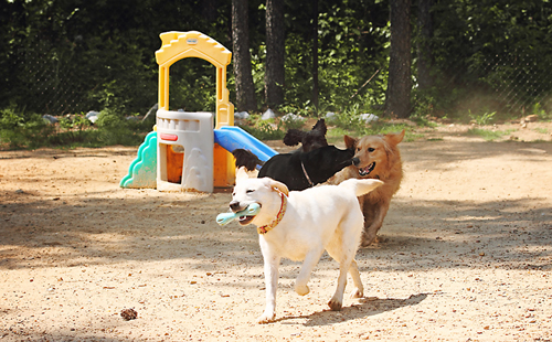 Dog playing at the Pampered Pet Resort