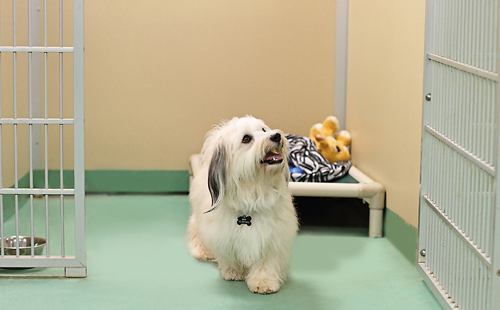 happy dog at dog boarding